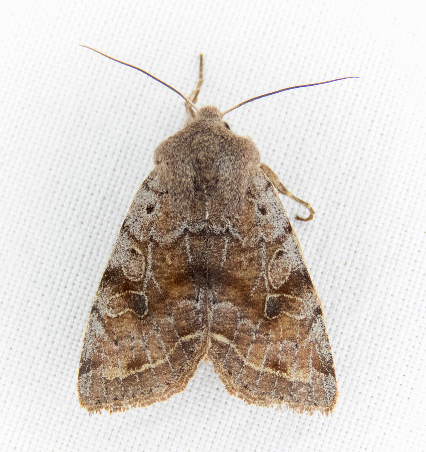 Orthosia