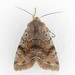 Speckled Green Fruitworm Moth - Photo (c) Jim Johnson, some rights reserved (CC BY-NC-ND), uploaded by Jim Johnson