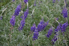 Lupinus altimontanus