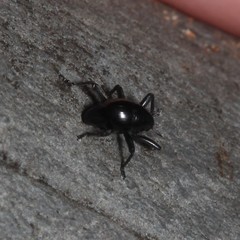 Trigonopterus