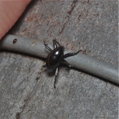 Trigonopterus
