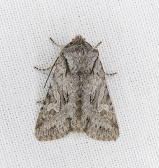 Lacinipolia patalis