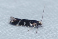 Eulamprotes wilkella