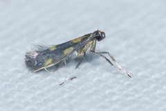 Euspilapteryx auroguttella