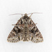 Cuneate Arches Moth - Photo (c) Jim Johnson, some rights reserved (CC BY-NC-ND), uploaded by Jim Johnson