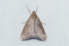 Evergestis mundalis