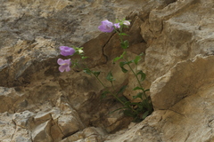 Campanula komarovii