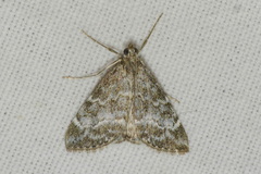 Evergestis sophialis