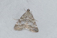 Evergestis sophialis