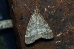 Evergestis sophialis