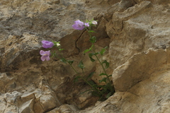 Campanula komarovii