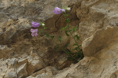 Campanula komarovii