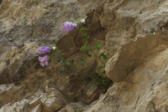 Campanula komarovii