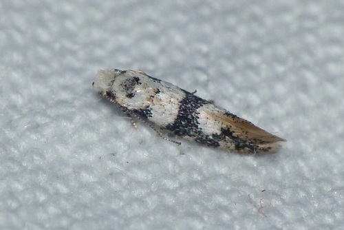 Infurcitinea atrifasciella
