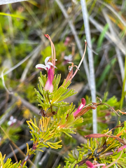 Adenanthos meisneri