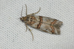 Pempelia compositella