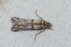 Pempelia compositella