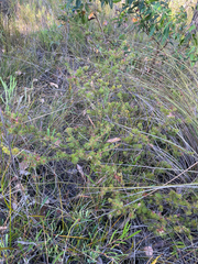 Adenanthos meisneri