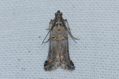 Pempelia compositella