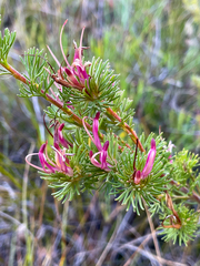 Adenanthos meisneri