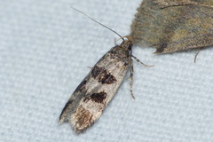Mirificarma maculatella