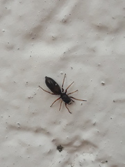 Leptorchestes berolinensis