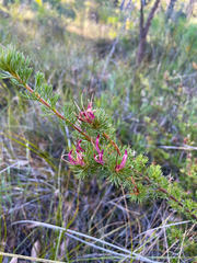 Adenanthos meisneri