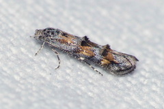 Mompha miscella