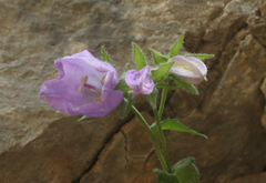 Campanula komarovii
