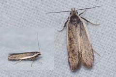 Nothris lemniscellus