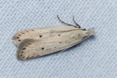 Nothris verbascella