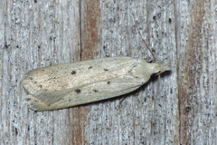 Nothris verbascella