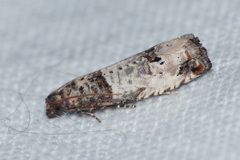 Notocelia incarnatana