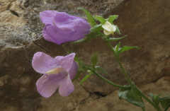 Campanula komarovii