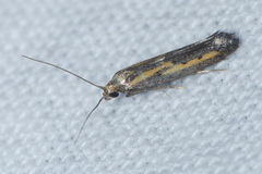 Ochromolopis ictella