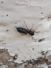 Leptorchestes berolinensis