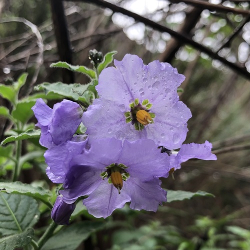 Mountain Pride Bluewitch