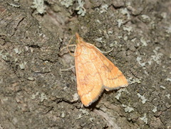 Udea languidalis