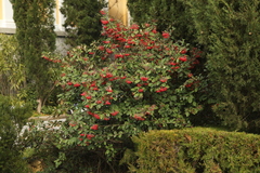 Cotoneaster glaucophyllus serotinus