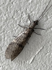 Archichauliodes diversus