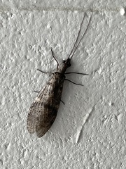 Archichauliodes diversus