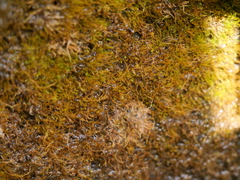 Amblystegium