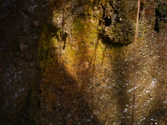 Amblystegium