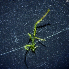 Amblystegium