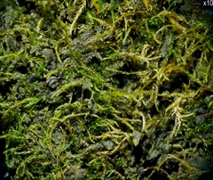 Amblystegium