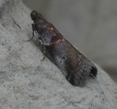 Acrobasis suavella