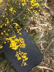 Bossiaea foliosa