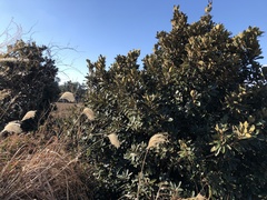 Neolitsea sericea
