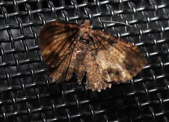 Scotocyma albinotata