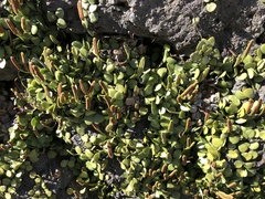 Lemmaphyllum microphyllum